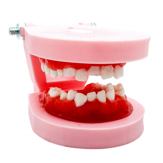 TIPODONTO DE CERA CLASE 1