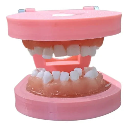 TIPODONTO DE CERA CLASE 2-2