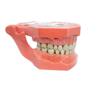 TIPODONTO INFANTIL WENCES