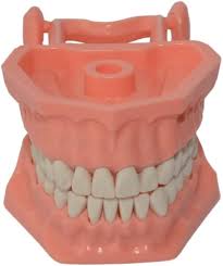 TIPODONTO CON BISAGRA ADULTO ADYSA