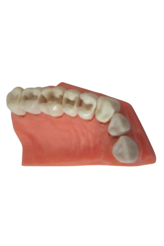 TIPODONTO HEMIARCADA ADULTO ADYSA